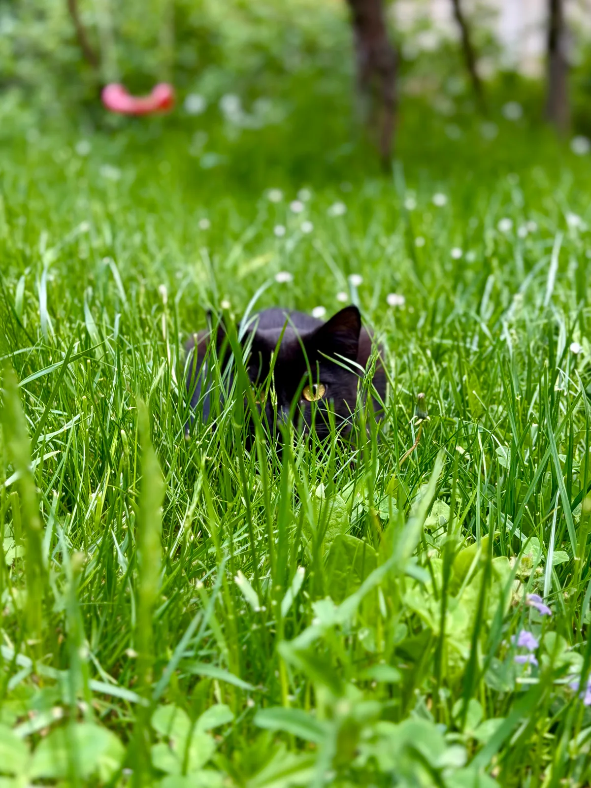 Cat in the grass