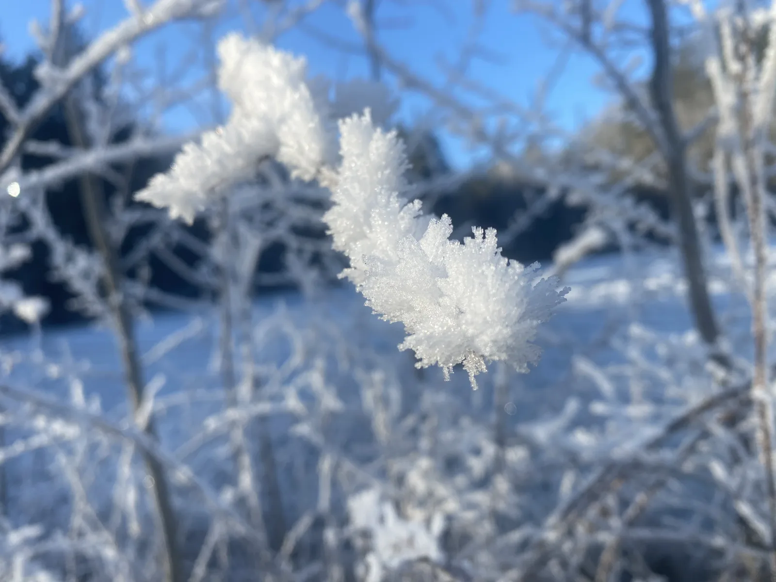 Frost